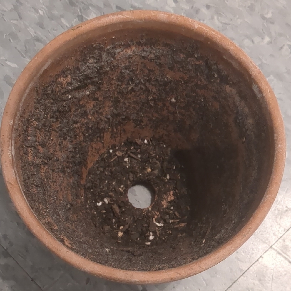 Classic Terracotta Clay Flower Pot - Preloved - Picture 2 of 2
